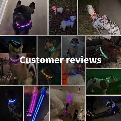 Collier Lumineux LED pour Chien Réglable - Rechargeable - Sécurité Nocturne pour Petit Chien